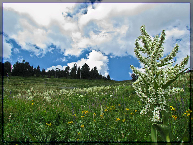 Corn Lilies Against Flower-filled Meadow