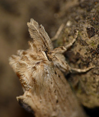 Pale Prominent 2 -Face