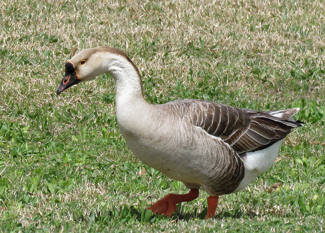 Domestic Swan Goose