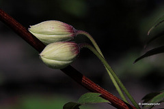 Clematis buds