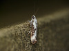 Ash Bud Moth