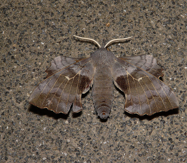 Poplar Hawk-moth