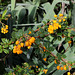 Berberis darwinii