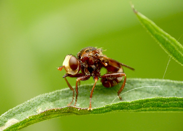 Thick-headed Fly