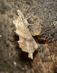 Pale Prominent 1 -Side