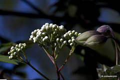 Clematis and Rowan buds