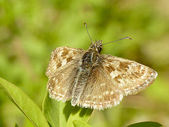 Dingy Skipper Basking Male