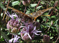 Butterfly Close-Up