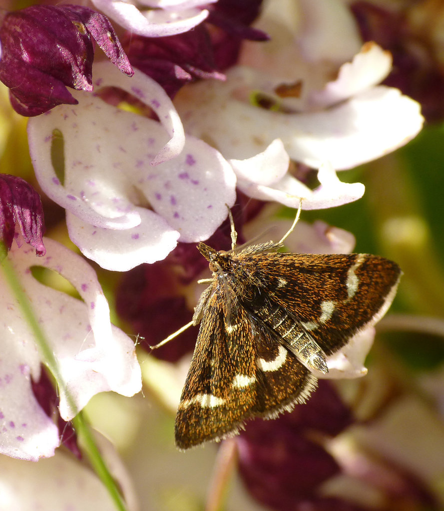 Pyrausta nigrata