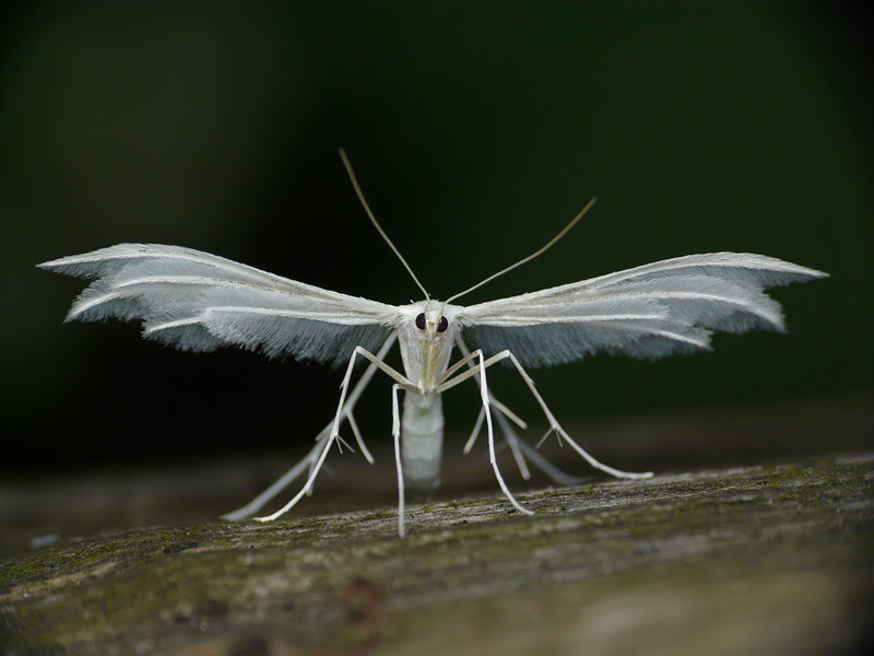 White Plume Moth