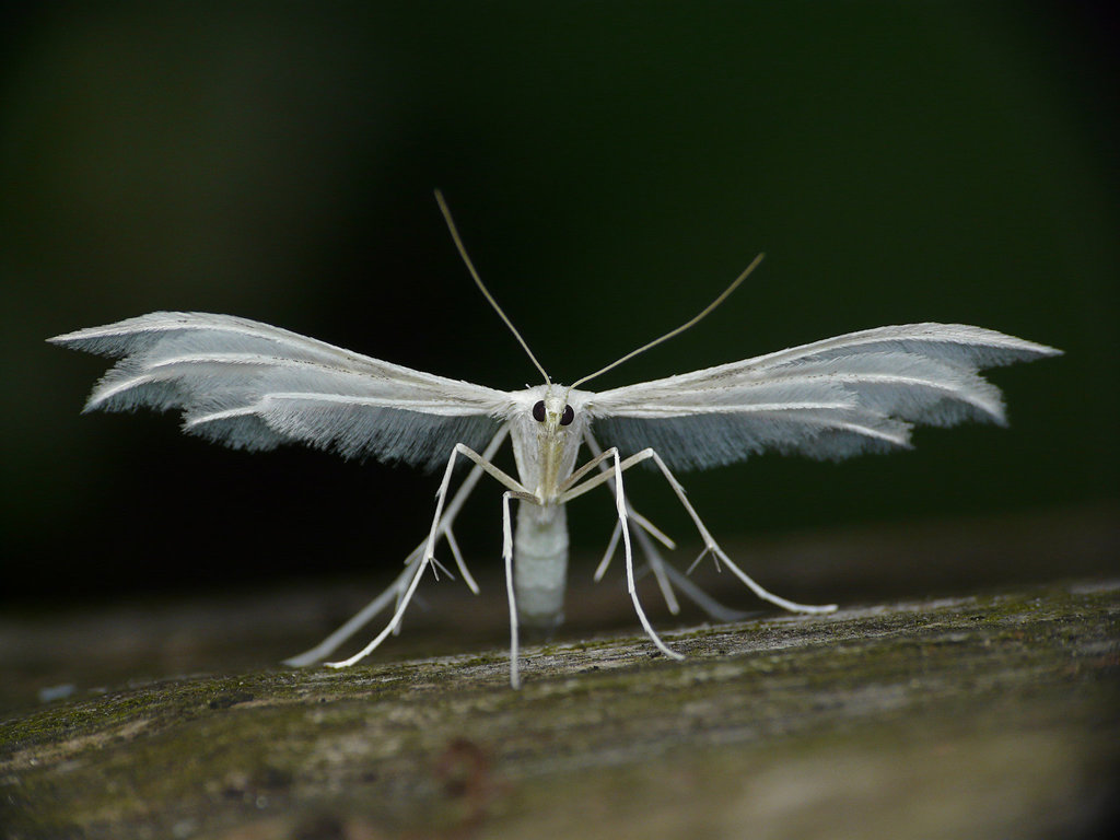 White Plume Moth