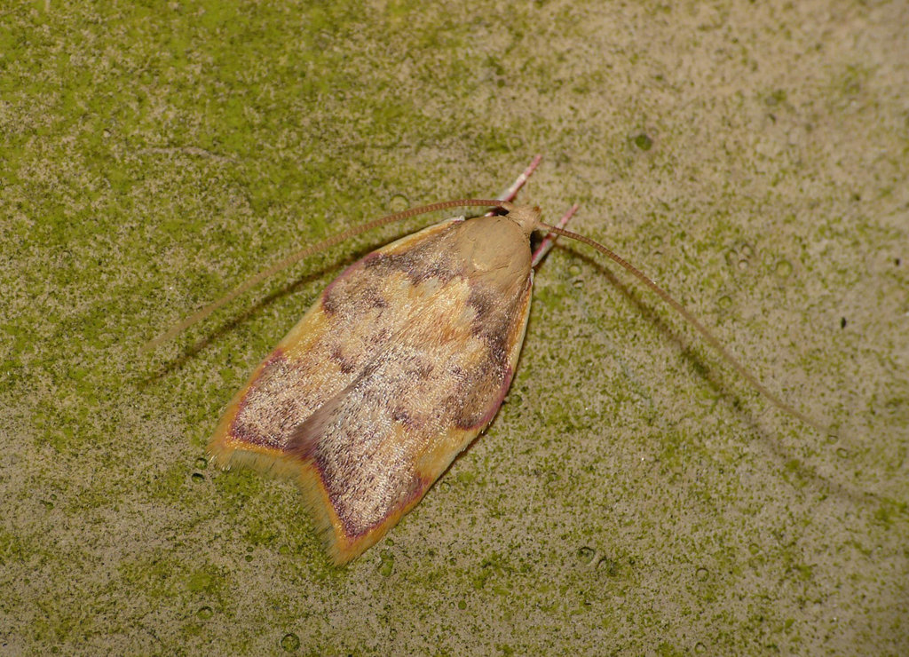 Carcina Quercana -Top