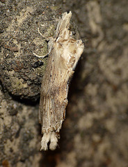 Pale Prominent 1 -Top