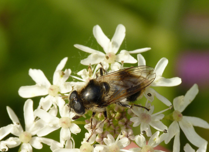 Cheilosia illustrata