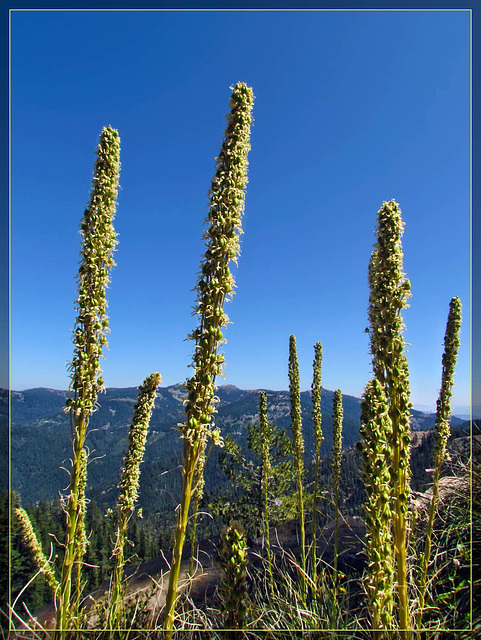 Blooming Bear Grass