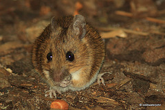 Left-handed Field mouse!