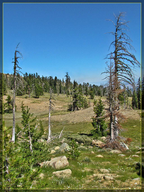 Mt. Ashland Forest and Meadow