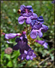 Pair of Penstemon