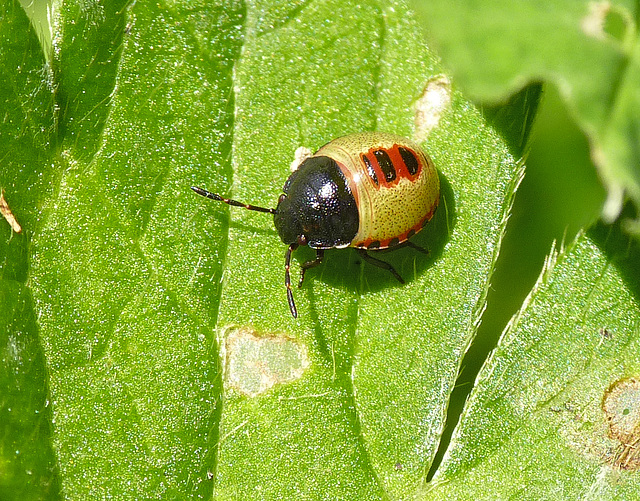 Shieldbug Nymph