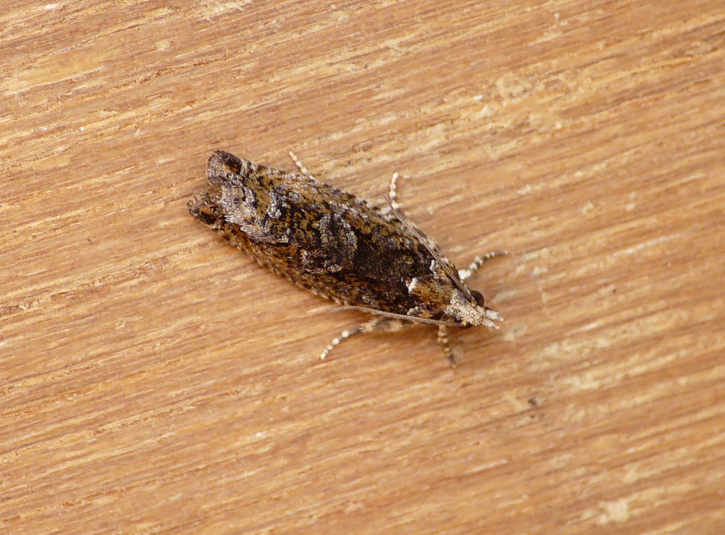 Zeiraphera isertana Top