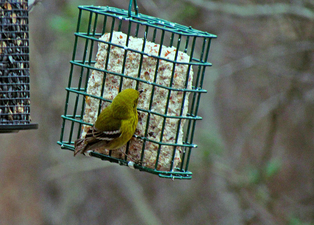 Pine Warbler