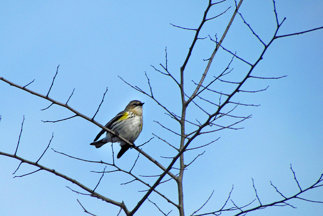 Yellow-rumped Warbler