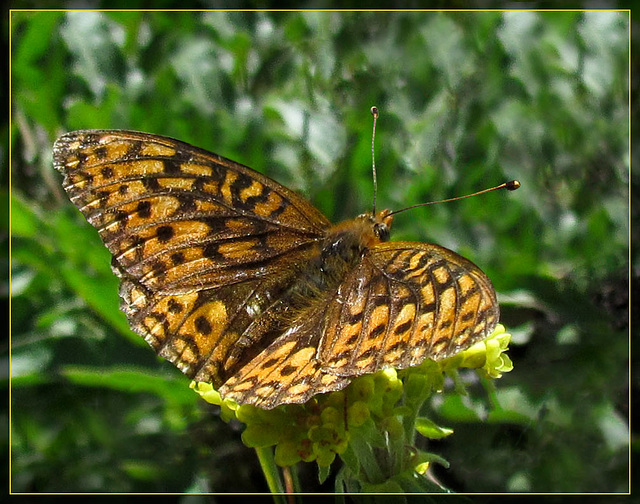 Butterfly on Yellow Flower