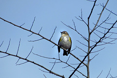 Yellow-rumped Warbler