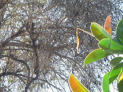 Ramas y hojas de gomero