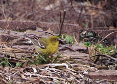 Pine Warbler