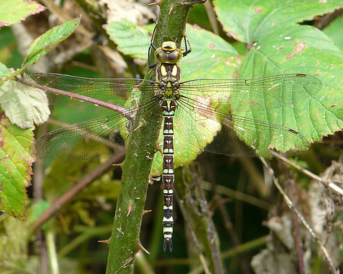 Southern Hawker Male -Top Southern Hawker Male -Top