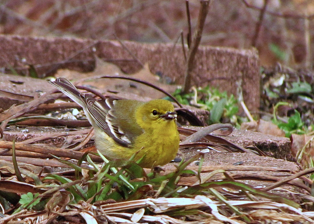 Pine Warbler