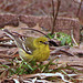 Pine Warbler