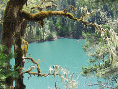 Lost Creek Lake Framed By Moss-Covered Branches