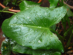 Después de la lluvia