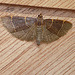 Orthopygia glaucinalis Open
