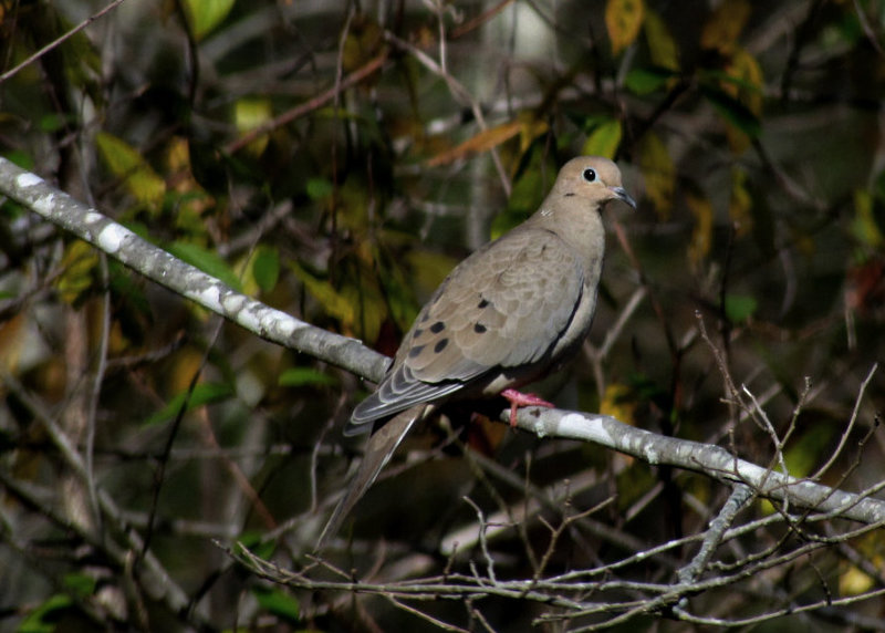 Mourning Dove