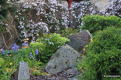 Courtyard Garden series - May 25th