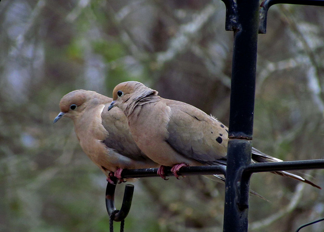 Zenaida Macrouras (Morning Doves)