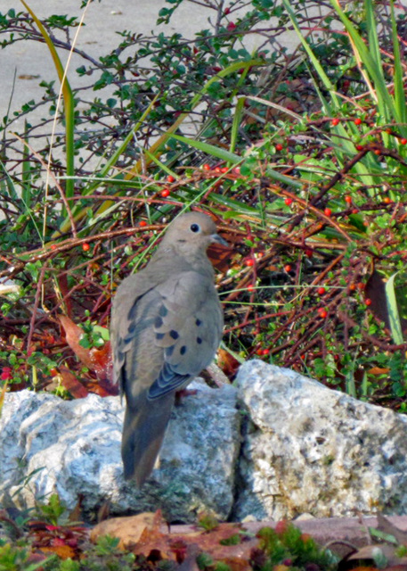 Mourning Dove