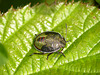 Gorse Shieldbug Nymph