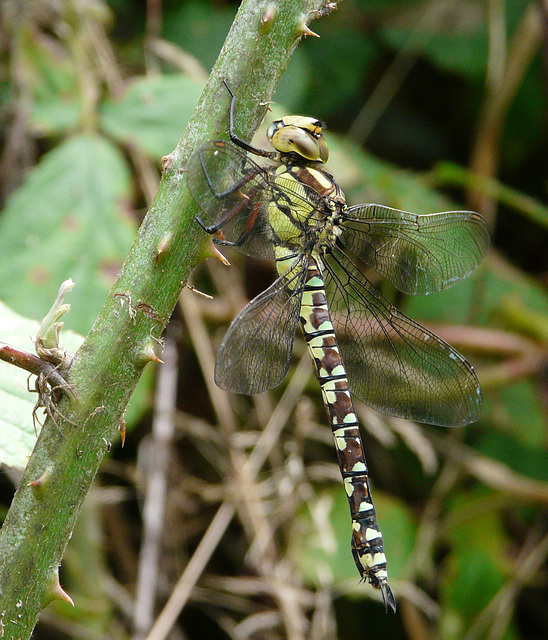 Southern Hawker Male -Side