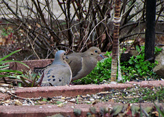 Mourning Doves