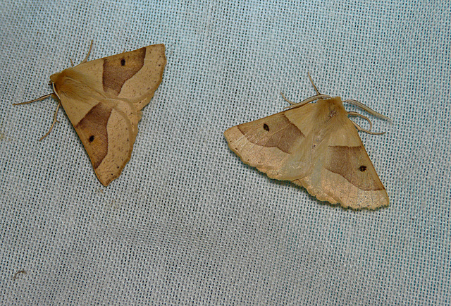 Scalloped Oaks