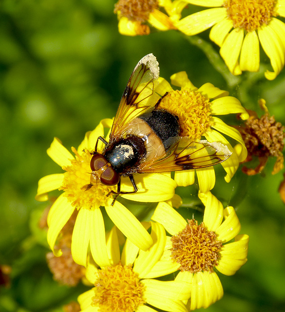 Volucella pellucens Fly on Ragweed