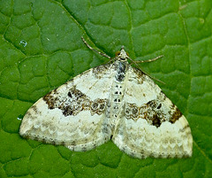 Silver-ground Carpet