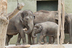 Mutter und Sohn (Hellabrunn)