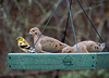 Goldfinch and Mourning Doves