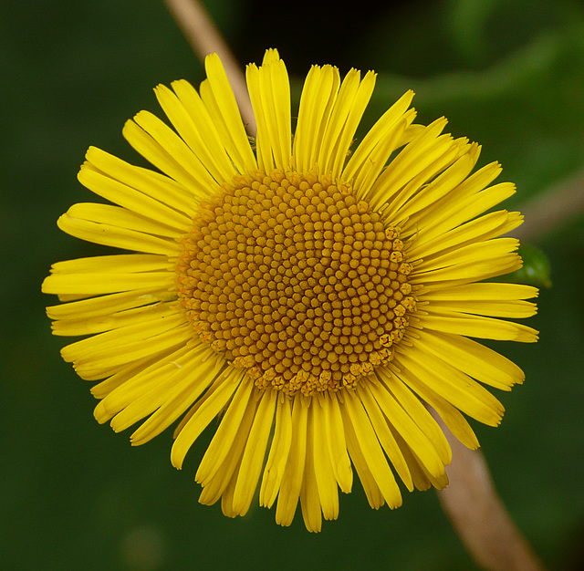 Common Fleabane