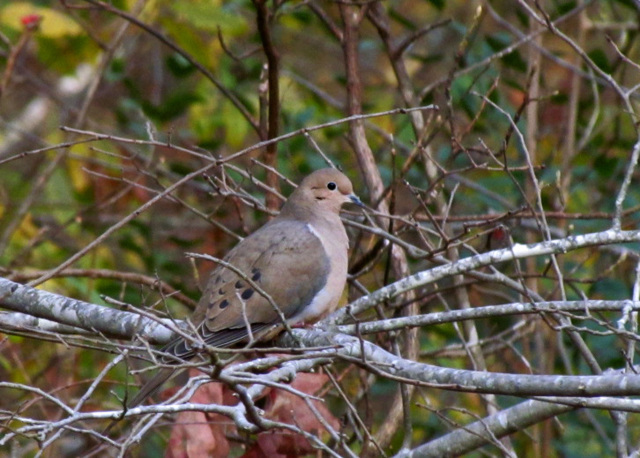 Mourning Dove